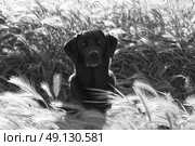 Portrat of a Labrador in long grass. Стоковое фото, агентство Ingram Publishing / Фотобанк Лори