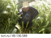 Portrat of a Labrador in long grass. Стоковое фото, агентство Ingram Publishing / Фотобанк Лори