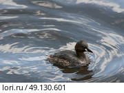 A Little Grebe or Dabchick Swimming. Стоковое фото, агентство Ingram Publishing / Фотобанк Лори