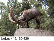 An Ibex Standing On A Rock. Стоковое фото, агентство Ingram Publishing / Фотобанк Лори