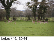 Herd of Wild Fallow Deer. Стоковое фото, агентство Ingram Publishing / Фотобанк Лори
