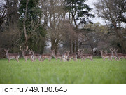Herd of Wild Fallow Deer. Стоковое фото, агентство Ingram Publishing / Фотобанк Лори