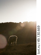 Free-Range New Forest Cattle. Стоковое фото, агентство Ingram Publishing / Фотобанк Лори