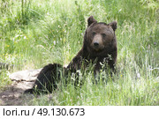 Pyrenean Bear. Стоковое фото, агентство Ingram Publishing / Фотобанк Лори
