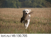 A Golden Retriever Retrieving A Pheasant On A Game Shoot. Стоковое фото, агентство Ingram Publishing / Фотобанк Лори