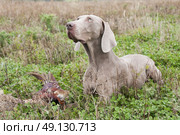 Weimeraner Retrieving A Pheasant On A Game Shoot. Стоковое фото, агентство Ingram Publishing / Фотобанк Лори