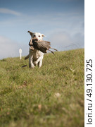 Yellow Labrador Retrieving A Pheasant. Стоковое фото, агентство Ingram Publishing / Фотобанк Лори