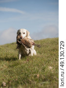 Yellow Labrador Retrieving A Pheasant. Стоковое фото, агентство Ingram Publishing / Фотобанк Лори