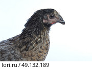 Bigblue Delaware big blue hen biblue dark color on white background. Стоковое фото, агентство Ingram Publishing / Фотобанк Лори