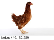 Brown hybrid hen  isolated on white background. Стоковое фото, агентство Ingram Publishing / Фотобанк Лори