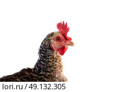 Coucou Cou Marans hen original from France on white background. Стоковое фото, агентство Ingram Publishing / Фотобанк Лори
