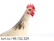 Sussex hen original from England on white background. Стоковое фото, агентство Ingram Publishing / Фотобанк Лори