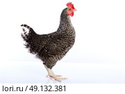 Coucou Cou Marans hen original from France on white background. Стоковое фото, агентство Ingram Publishing / Фотобанк Лори
