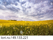 Spring storm clouds above rape seed field. Rape flowers blooming in spring. Yellow colza hills and fields. Стоковое фото, агентство Ingram Publishing / Фотобанк Лори