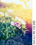 Pretty carnation flowers in sunset light in garden bed, outdoor. Стоковое фото, агентство Ingram Publishing / Фотобанк Лори