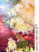Branch of light yellow Rhododendron bush in sunshine in park. Стоковое фото, агентство Ingram Publishing / Фотобанк Лори
