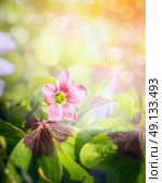 Pink shamrock flower over blurred garden background. Стоковое фото, агентство Ingram Publishing / Фотобанк Лори