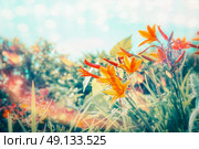 Summer day in flowers garden or park with Lily flowers at sky background with sunlight and bokeh lighting, outdoor nature. Стоковое фото, агентство Ingram Publishing / Фотобанк Лори