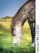 Gray horse grazed , close up. Стоковое фото, агентство Ingram Publishing / Фотобанк Лори