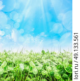 Trifolium field over blue sky with sun ray and bokeh, close up, nature background. Стоковое фото, агентство Ingram Publishing / Фотобанк Лори