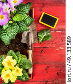 Primula gardening with scoop,soil and sign on red wooden timber background, top view. Стоковое фото, агентство Ingram Publishing / Фотобанк Лори