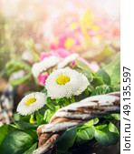 White daisy flowers on  sunny spring garden background. Стоковое фото, агентство Ingram Publishing / Фотобанк Лори