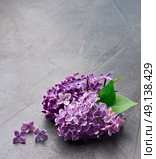 Spring bouquet vibrant purple lilac flowe. Стоковое фото, фотограф Волошина Мария Ивановна / Фотобанк Лори