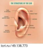 Human Ear Structure Medical Background Poster . Outer external part of human ear structure picture and definitions medical anatomy educative background poster vector illustration  . Стоковая иллюстрация, агентство Ingram Publishing / Фотобанк Лори