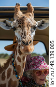 A giraffe extends its neck through a car window, curious and observant. Стоковое AI-изображение, AI-художник Данила Большаков / Фотобанк Лори
