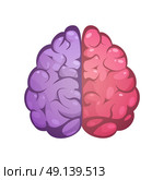 Right And Left Brain Symbolic Image . Human brain two different colored symbolic left and right cerebral hemispheres model image icon abstract vector illustration. Стоковая иллюстрация, агентство Ingram Publishing / Фотобанк Лори