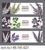 Organic Shop Banners With Herbs. Herbal cards with herbal spices and fragrant lavender on sepia horizontal background vector illustration. Стоковая иллюстрация, агентство Ingram Publishing / Фотобанк Лори
