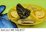 Blue Morpho butterfly feeds on fruits, sitting on a banana in a yellow feeder. Butterfly feeding on fruits, - lemons, oranges, bananas. Стоковое фото, фотограф Iva Noel / Фотобанк Лори