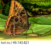 Blue Morpho butterfly with folded wings sits on a green leaf in the rainforest. Side view close-up, photo. Стоковое фото, фотограф Iva Noel / Фотобанк Лори
