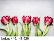 Red Fringed Tulips , floral border on light gray background, top view. Spring flowers concept. Стоковое фото, агентство Ingram Publishing / Фотобанк Лори