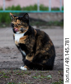 Кошка облизывается. Стоковое фото, фотограф Евгений Шершалов / Фотобанк Лори