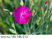 Гвоздика травянка (Dianthus deltoides) Стоковое фото, фотограф Владислав Дельдюгинов / Фотобанк Лори