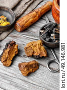 Set of healing herbs. Medicinal Birch fungus of kind mind inonotus obliquus. Стоковое фото, агентство Ingram Publishing / Фотобанк Лори