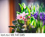 Spring flower bed with primula and Crocuses , front view. Стоковое фото, агентство Ingram Publishing / Фотобанк Лори