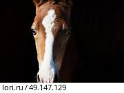 beautiful cream pony stallion running in field. cloudy day. Стоковое фото, агентство Ingram Publishing / Фотобанк Лори