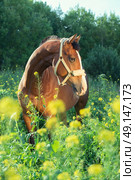  bay  sportive  horse posingin bloosom pasture. summer. Стоковое фото, агентство Ingram Publishing / Фотобанк Лори