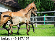 running purebred akhalteke dam with foal in the paddock. Стоковое фото, агентство Ingram Publishing / Фотобанк Лори