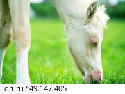 portrait of grazing pony foal. Стоковое фото, агентство Ingram Publishing / Фотобанк Лори