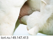 little foal eating mom . close up. Стоковое фото, агентство Ingram Publishing / Фотобанк Лори