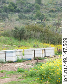  wooden beehives with active honey bees. Стоковое фото, агентство Ingram Publishing / Фотобанк Лори