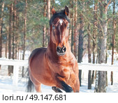 motion portrait of galloping beautiful   horse. winter. Стоковое фото, агентство Ingram Publishing / Фотобанк Лори