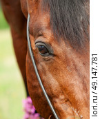 beatiful eye of the bay horse closeup. cloudy day. Стоковое фото, агентство Ingram Publishing / Фотобанк Лори