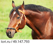 portrait of wonderful breed stallion in spain halter cloudy day. Стоковое фото, агентство Ingram Publishing / Фотобанк Лори