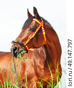 amazing breed stallion in spain halter sunny day. Стоковое фото, агентство Ingram Publishing / Фотобанк Лори