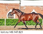 galloping bay sportive breed  horse in open manege. Стоковое фото, агентство Ingram Publishing / Фотобанк Лори