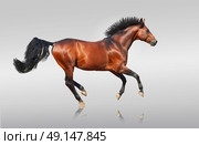 galloping bay sportive breed  horse isolated . Стоковое фото, агентство Ingram Publishing / Фотобанк Лори